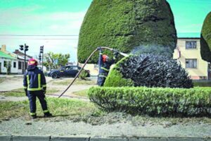 Incendian árbol en Avenida  Independencia