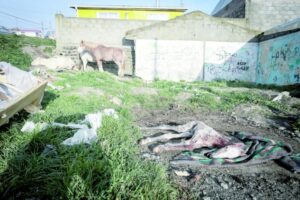 Drama equino dejó al descubierto  numerosos problemas vecinales