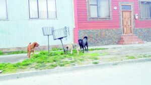 Cara y sello de presencia de perros en las calles del Barrio “San Miguel”
