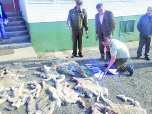 Padre e hijo detenidos por robo  de ganado y faenamiento ilegal