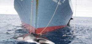Cuatro balleneros japoneses zarpan rumbo a la Antártica para iniciar caza de cetáceos