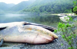 Experto en cetáceos afirma que varamiento de ballenas podría tratarse de un “ilícito medioambiental”