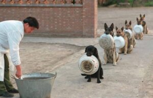 La adorable forma en que un grupo de perros policía esperan por su comida en China