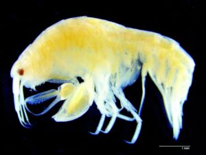 Científicos magallánicos encuentran nueva especie marina que consume desechos orgánicos