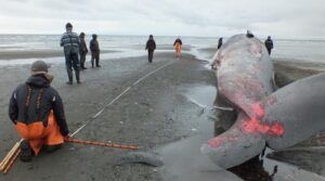 El curioso caso de Ballena varada en Bahía Inútil