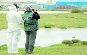 Continua vigilancia ante eventual ingreso de influenza aviar