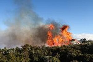 Rachas de viento reactivaron incendio forestal en el sector sur