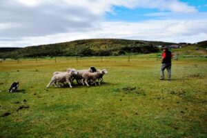 Perros ovejeros compiten en destreza