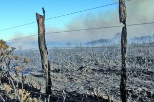 Incendio forestal fue controlado tras 25 horas de trabajo
