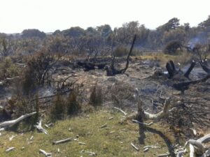 CONAF Magallanes informa situación de incendios forestales en la región