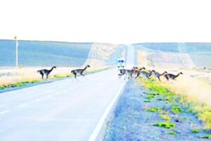 Alertan por masiva presencia de guanacos en la ruta nacional 3