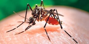 Virus Zika: aconsejan a magallánicos adoptar  medidas preventivas si viajan a Centroamérica