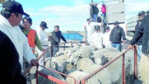 Dos mil ovejas de raza magallánica repoblarán ganadería del Ecuador