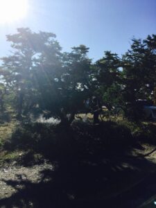 Amago de incendio en Parque Chabunco, sector norte moviliza a bomberos