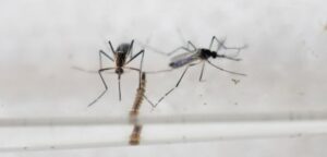 Virus zika: Pedirán a Corte Suprema de Brasil autorizar abortos en casos de microcefalia