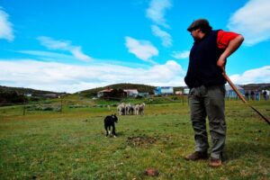 Perros compiten en destreza en arreo de ovejas en Magallanes