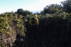 Conaf  desactiva Alerta Temprana Preventiva