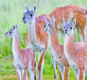 Buscan proteger al guanaco  con aportes norteamericanos