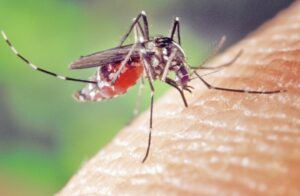 Sólo hay otra especie tan peligrosa como el mosquito: el hombre.