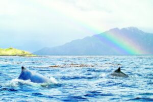 Lancha “Isla Carlos III” ya visualiza las ballenas de Froward