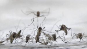 Expertos estadounidenses buscarán  desarrollar en Brasil vacuna contra Zika
