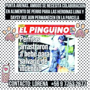 Realizan campaña para perritas heroínas