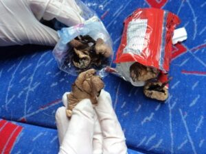 Canes de Aduanas detectan hongos alucinógenos en bus