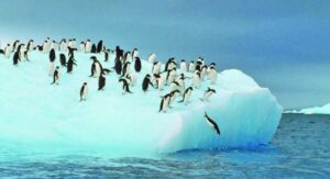 La extraña muerte de 150 mil  pingüinos antárticos en dos años