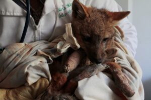 Sag busca “casa” para zorrito rescatado de las llamas que deberá vivir en cautiverio