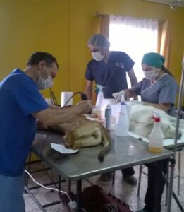 Realizarán operativo de esterilización