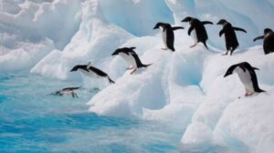 Desplazamiento de iceberg en la Antártica habría matado a 150 mil pingünos