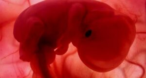 Sernam recuerda compromiso de votar proyecto de aborto la primera semana de marzo