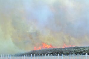 Totalidad de incendios forestales en Magallanes  fueron causados por negligencia humana