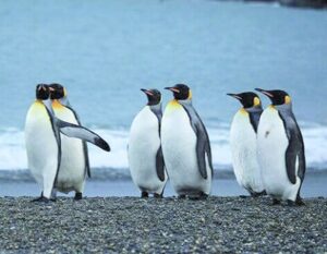 El Pinguino Rey se asienta  en parque fueguino propio