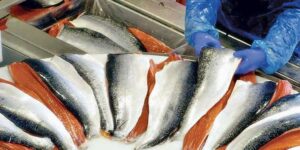 Salmoneras pierden peces valorados en más de US$ 30 millones