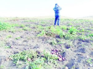 Indignación en parceleros por reiterados robos a siembras