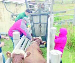 SAG anuncia importante inversión en programas de trazabilidad, brucelosis y tuberculosis bovina
