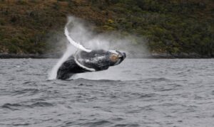 Magallanes es una de las regiones con  más lugares de avistamientos de ballenas