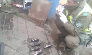 Animalistas repudian actuar de anciano que ahogó a seis gatos en su domicilio