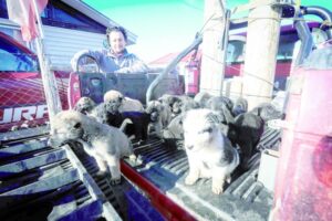 Paramédico le salvó la vida a 19 cachorros abandonados en la austral Puerto Williams