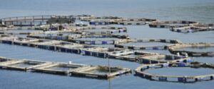 Producción pesquera en la Región de  Magallanes aumentó 68% en marzo