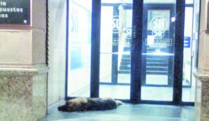 En libertad joven que  mató a perro con cuchillo en plena Plaza de Armas