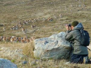 Guardaparques realizan hoy censo de guanacos  en Parque Nacional Torres del Paine