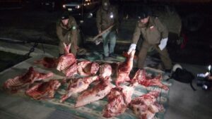 Carabineros detuvo a conductor que eludió control policial porque llevaba 500 kilos de carne faenada clandestinamente