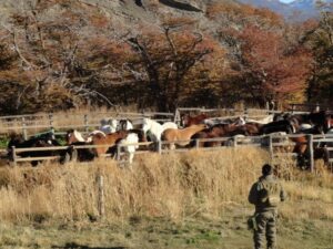 CONAF alerta sobre peligros de presencia de animales domésticos  en Parque Nacional Torres del Paine