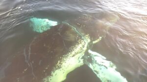 Con éxito fue salvada ballena que se encontraba atrapada en redes de pesca