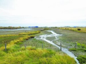 Agrupación Ecológica  hace llamado a salvar  el Humedal Tres Puentes