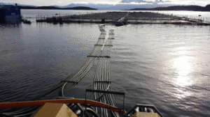 Se realizó fiscalización ambiental a cultivo de salmones en la Región de Magallanes
