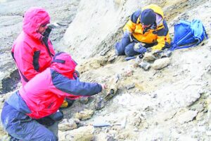 Fósiles antárticos serán estudiados en en prestigioso museo estadounidense