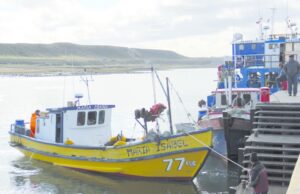 Favorable temporada de erizo  en la pesca artesanal regional